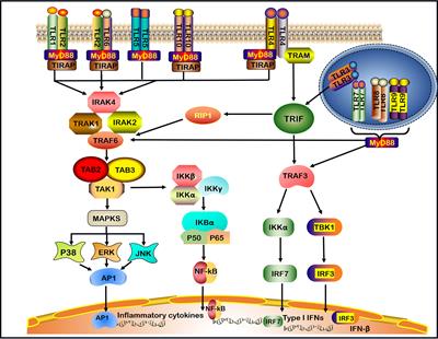 Role of Toll-Like Receptors in Neuroimmune Diseases: Therapeutic Targets and Problems